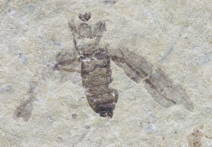 Fossil March Fly (Plecia) - Green River Formation #65160